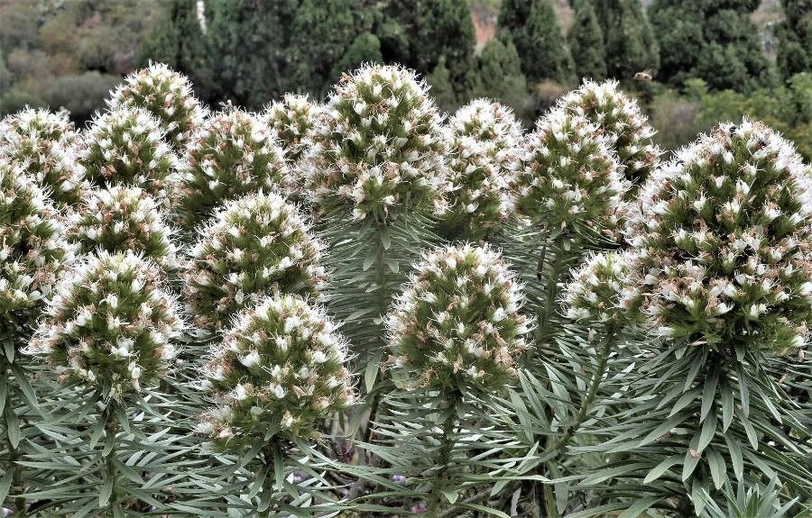 Echium onosmifolium flower