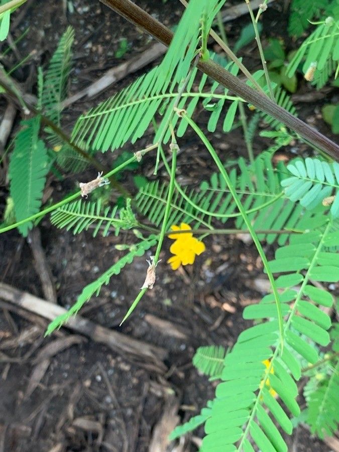 Sesbania sesban fruit