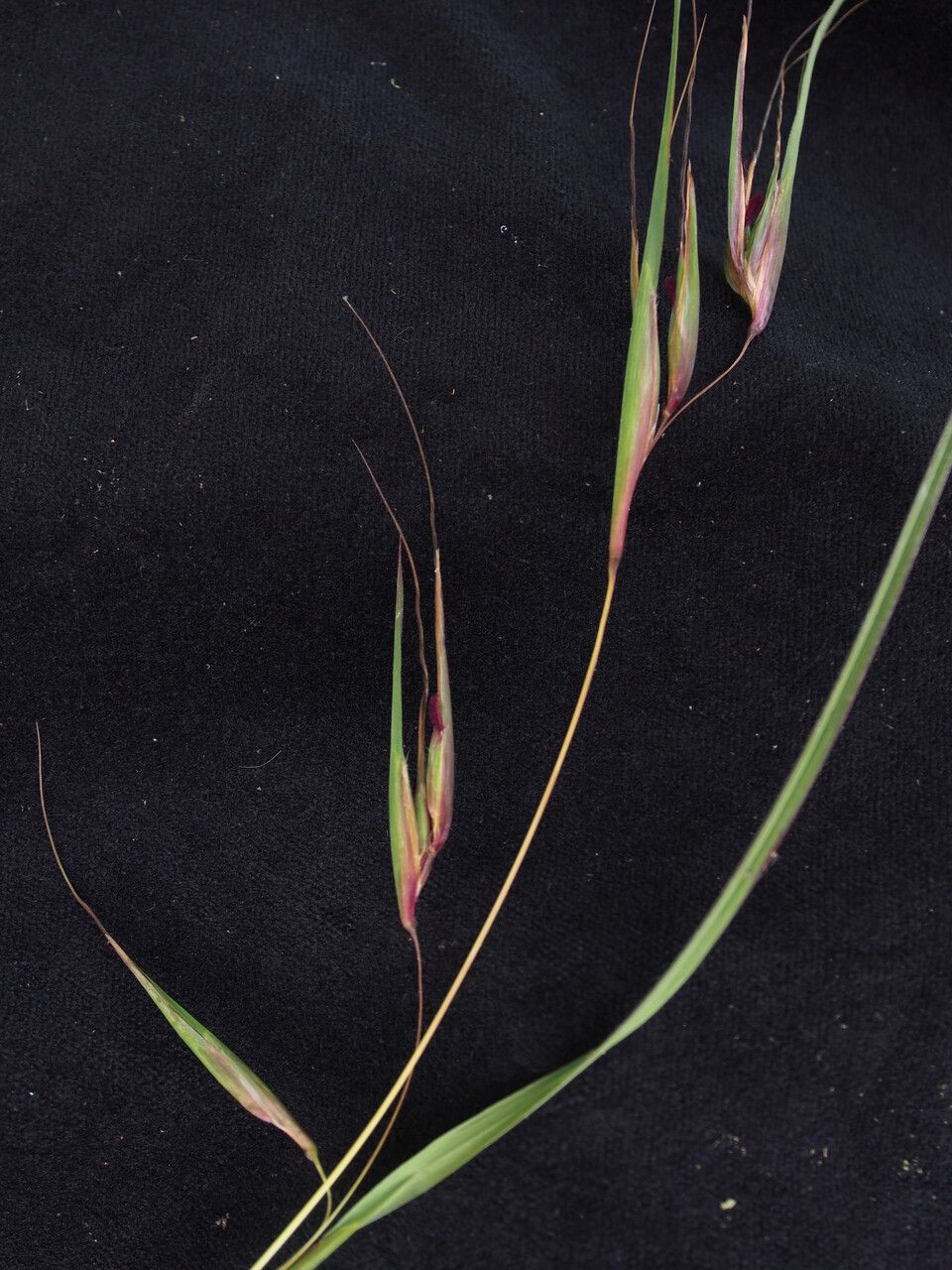 Themeda hookeri — related species from the same genus