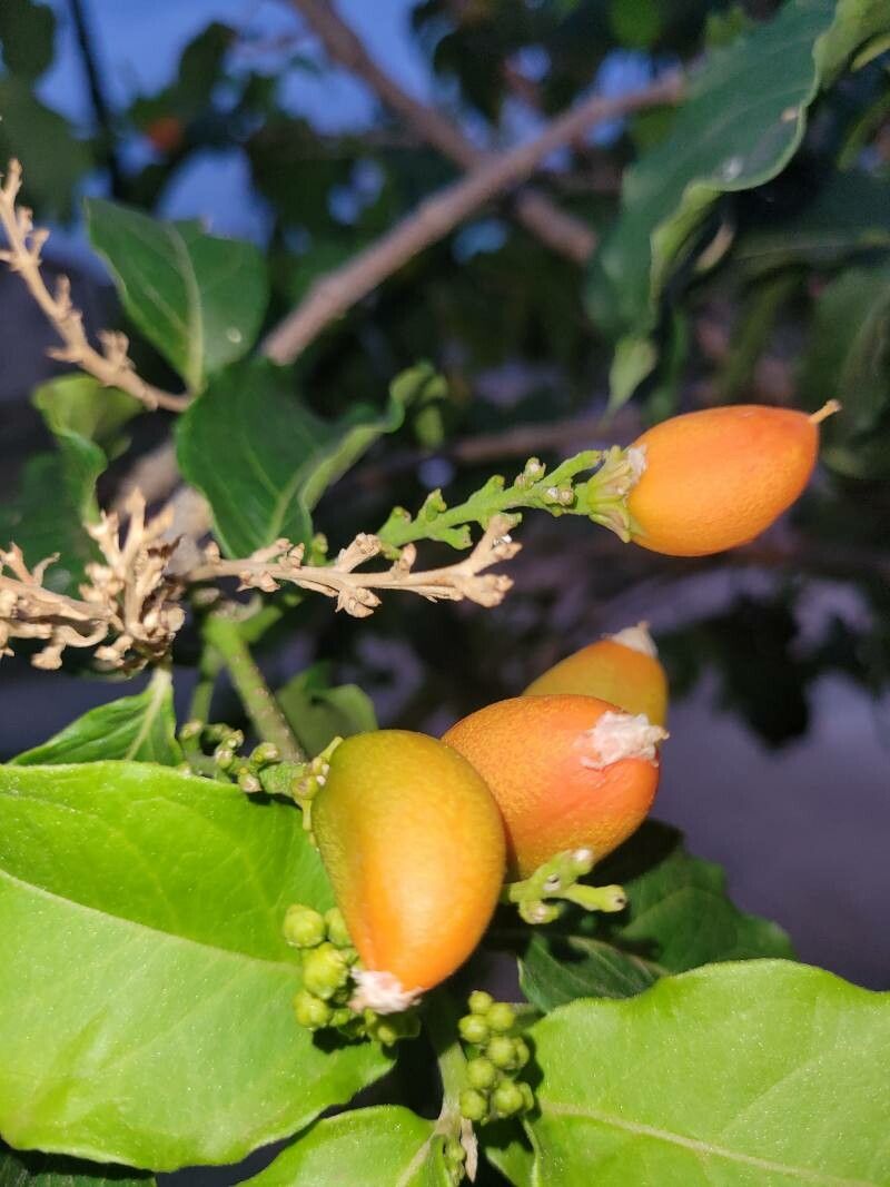Bunchosia armeniaca fruit