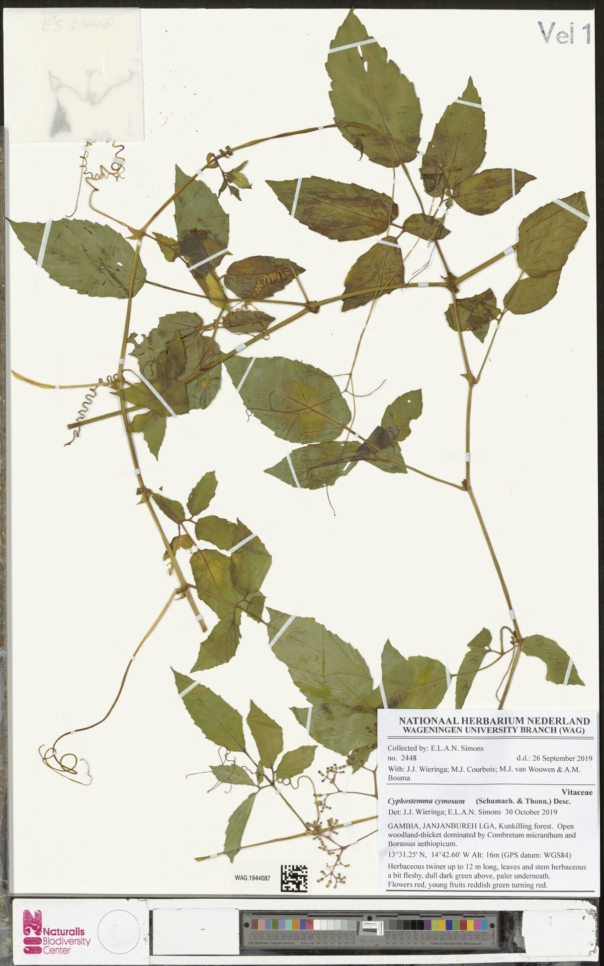 Cyphostemma cymosum — houseplant care guide