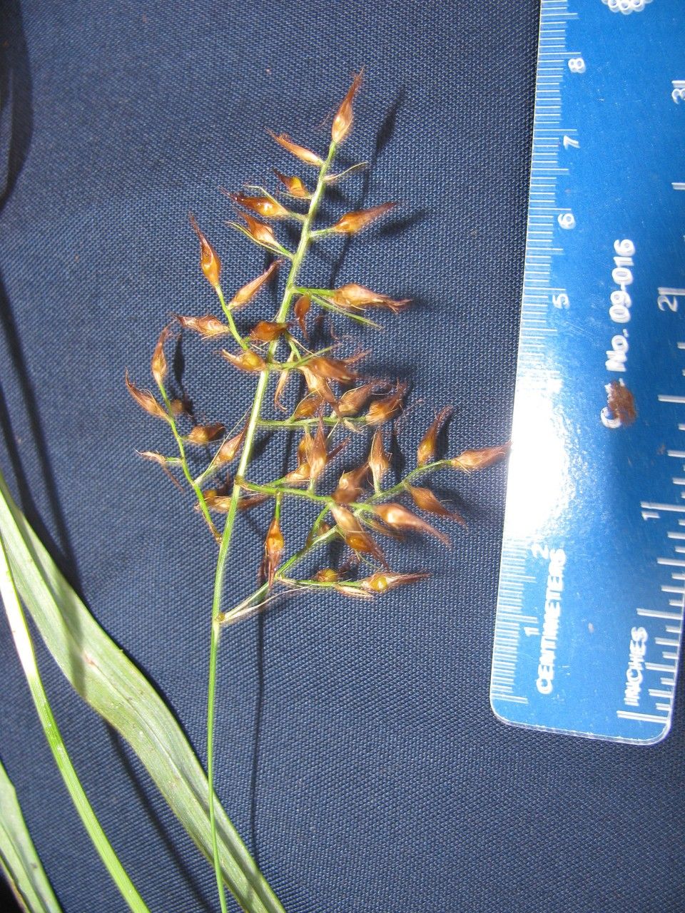 Rhynchospora schiedeana other