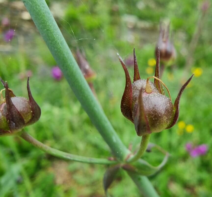 Linaria triornithophora fruit