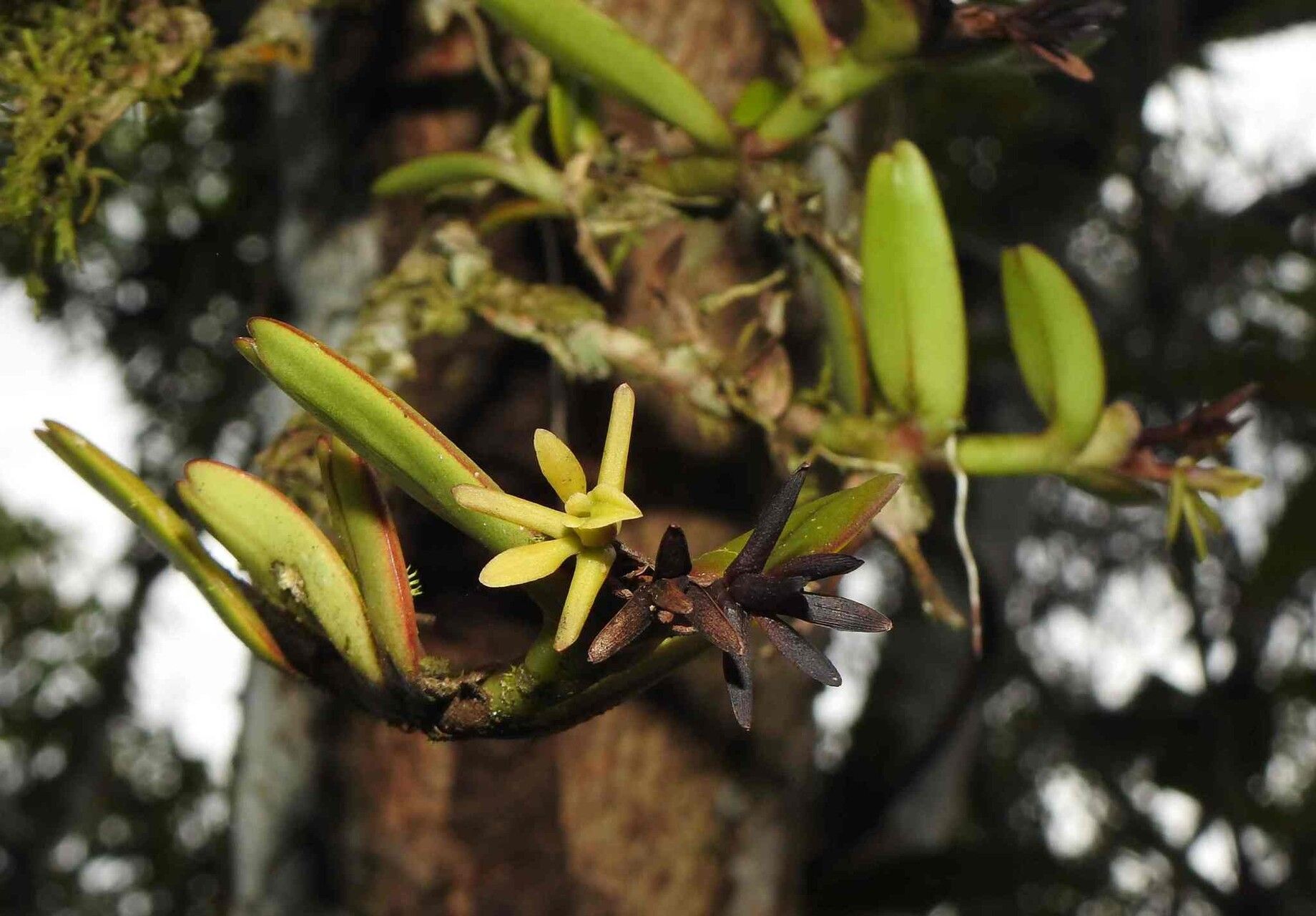 Epidendrum sculptum — houseplant care guide