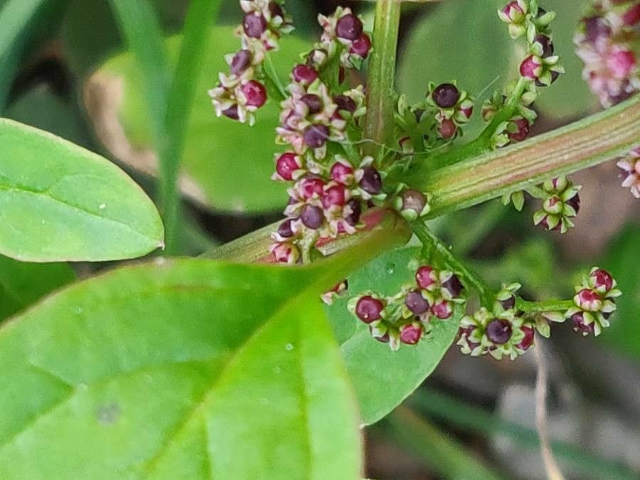 Chenopodium polyspermum fruit