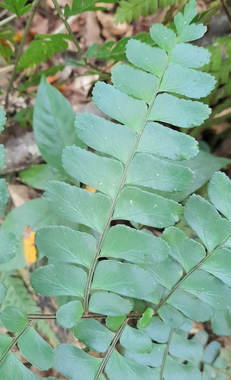 Didymochlaena truncatula leaf