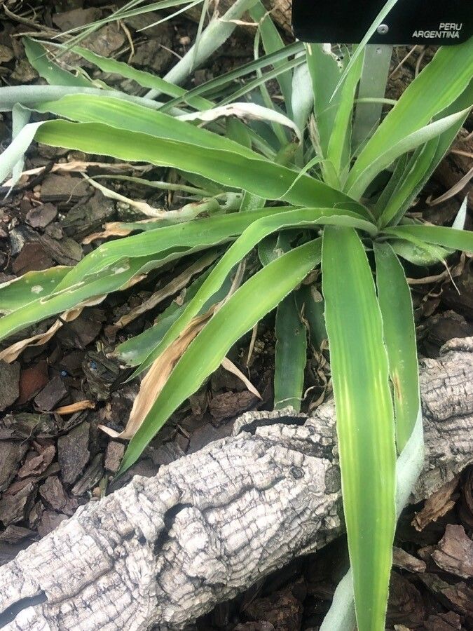 Fosterella penduliflora — search result for 'Peru to Bolivia'