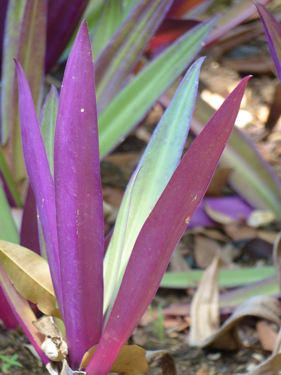 Rhoeo spathacea leaf
