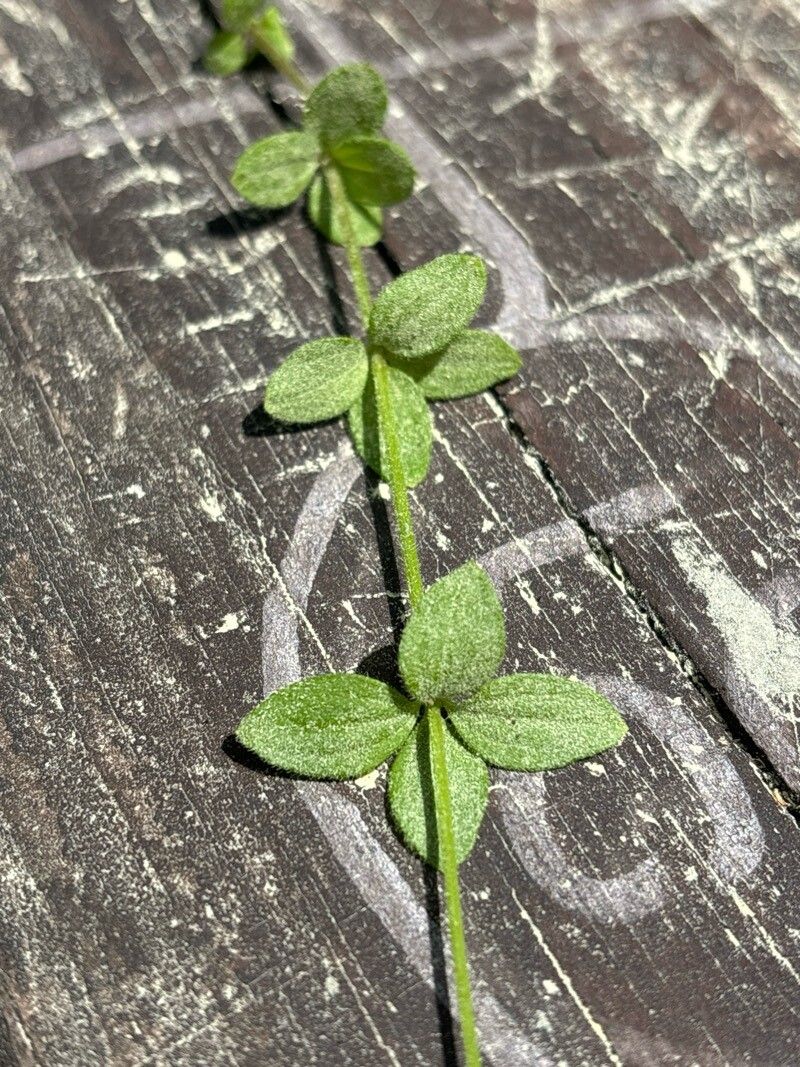 Galium broterianum — houseplant care guide