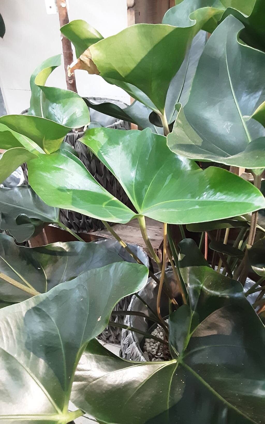 Anthurium buganum — search result for 'Anthurium'