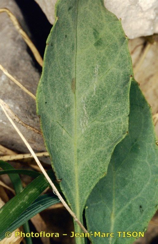 Hieracium chaixianum — houseplant care guide