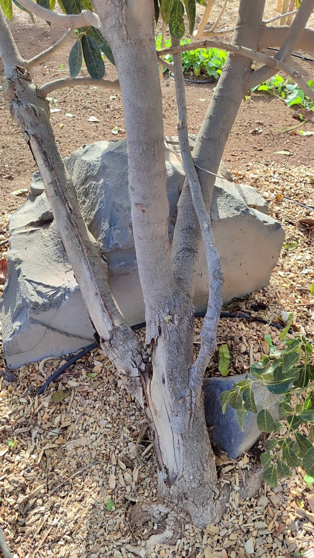 Canarium oleosum bark