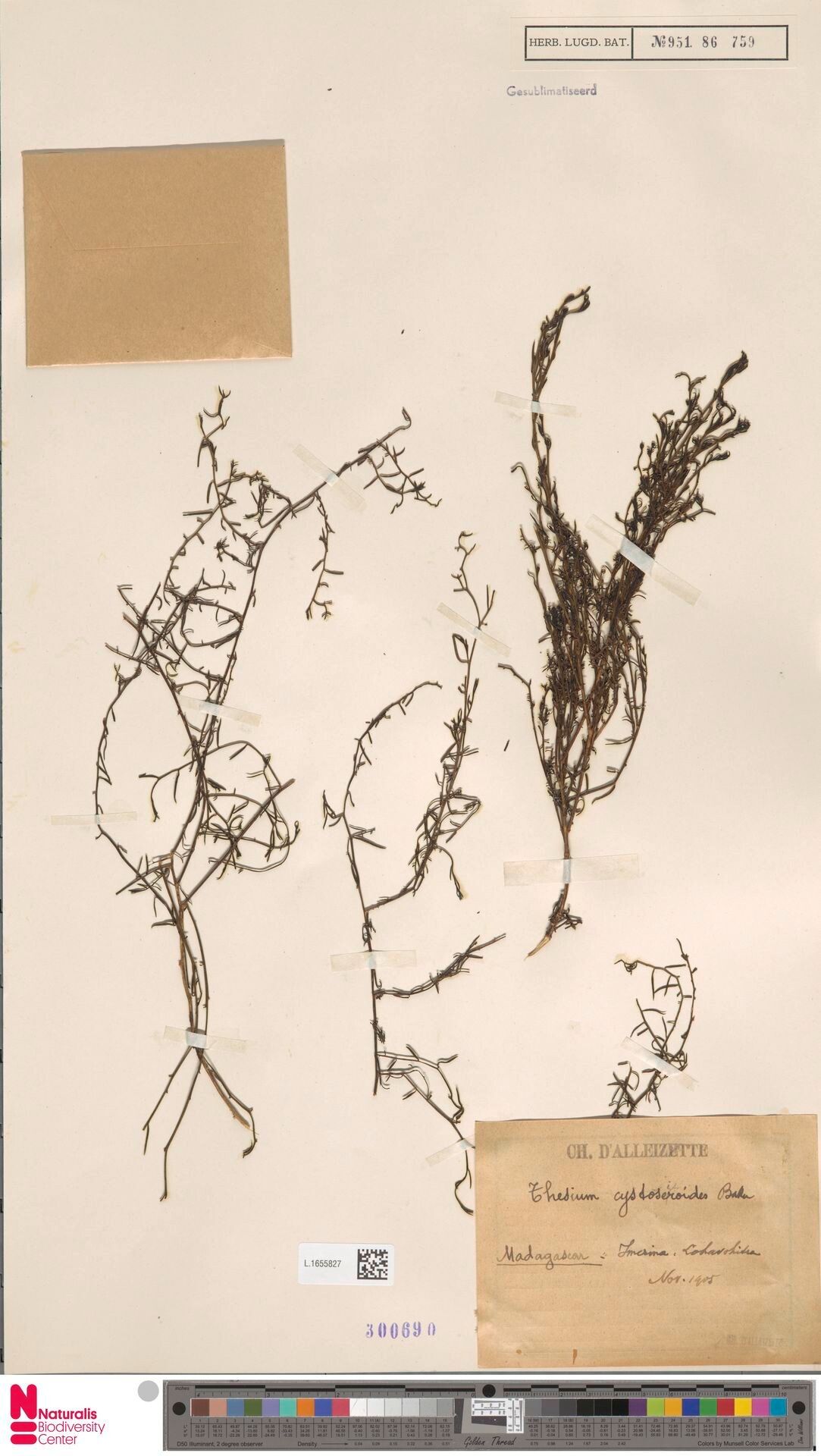 Thesium cystoseiroides — search result for 'Thesium'