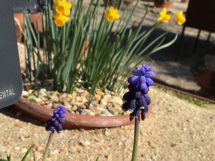 Muscari baeticum flower