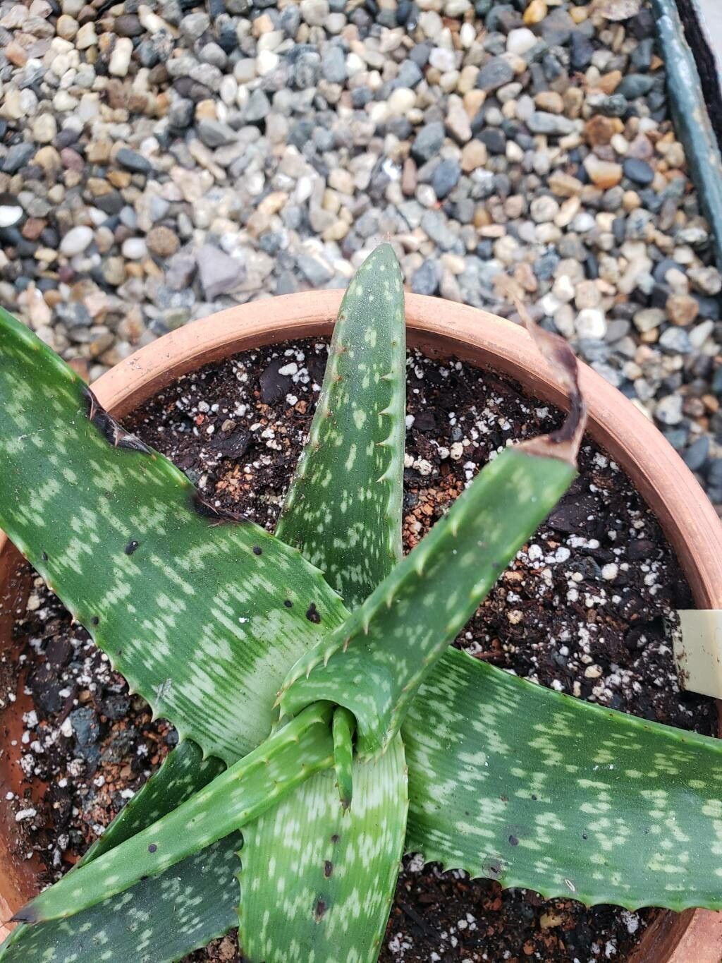 Aloe microstigma — houseplant care guide