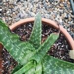 Aloe microstigma
