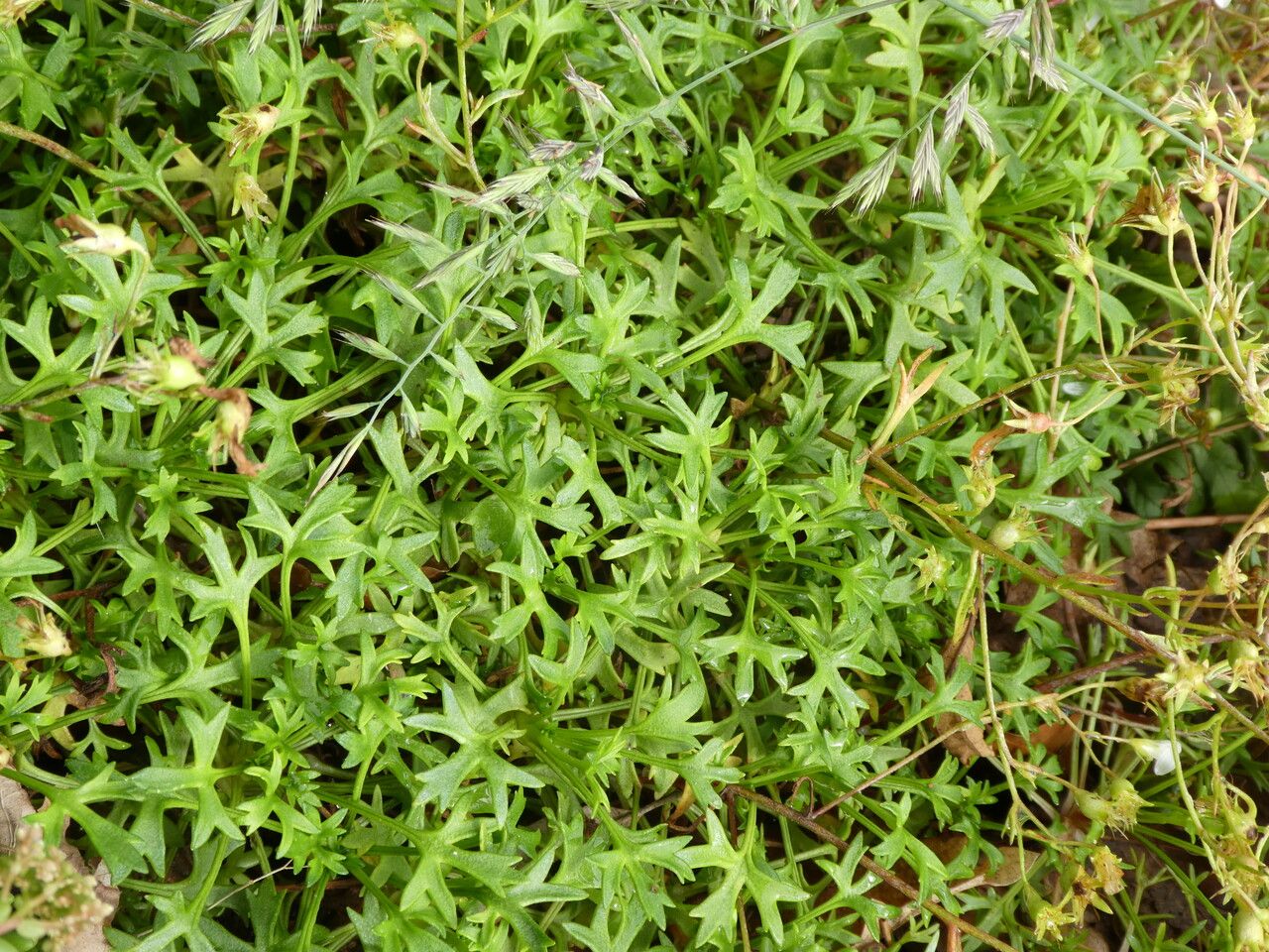 Saxifraga fragilis leaf