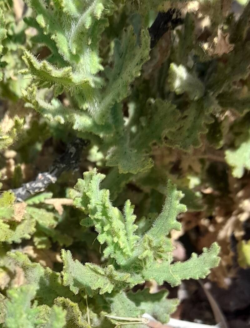 Senecio adenotrichius