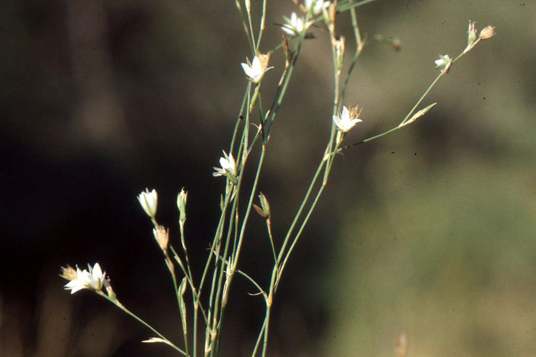 Bufonia perennis other