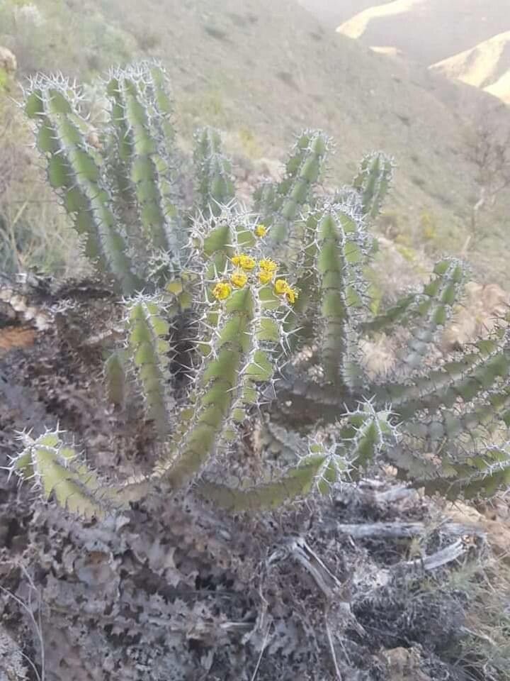 Euphorbia ballyi — houseplant care guide