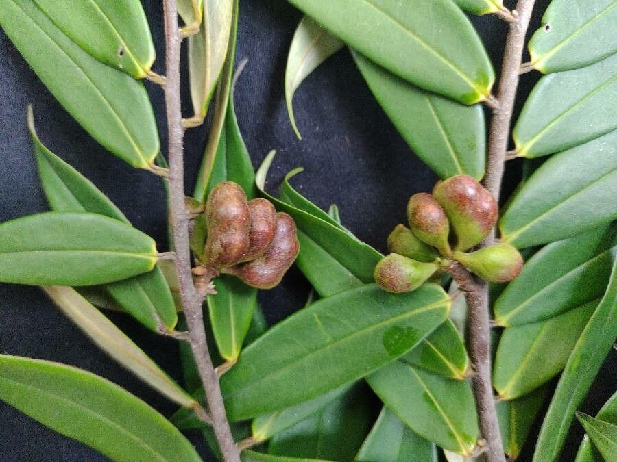 Xylopia sericea fruit