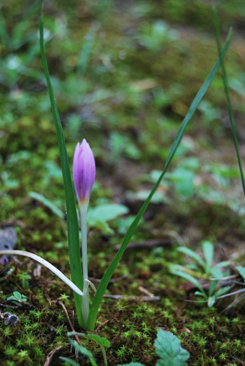 Colchicum cupanii — search result for 'Albania'