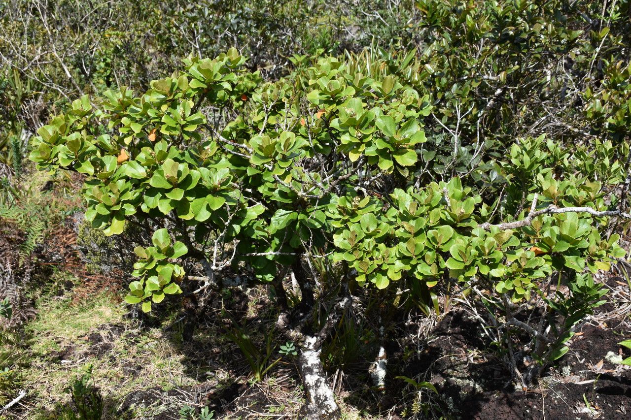 Croton grangerioides habit