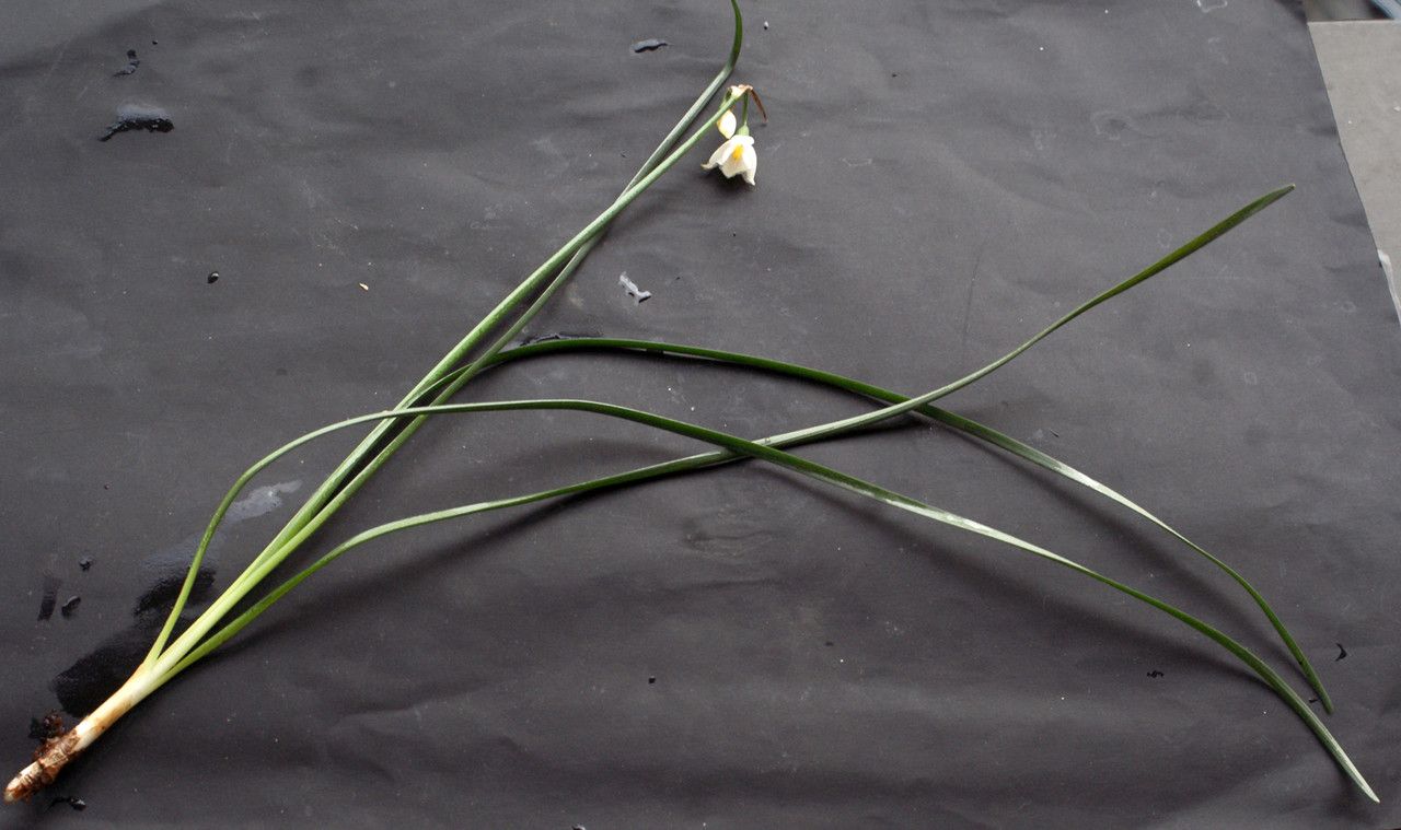 Acis nicaeensis habit