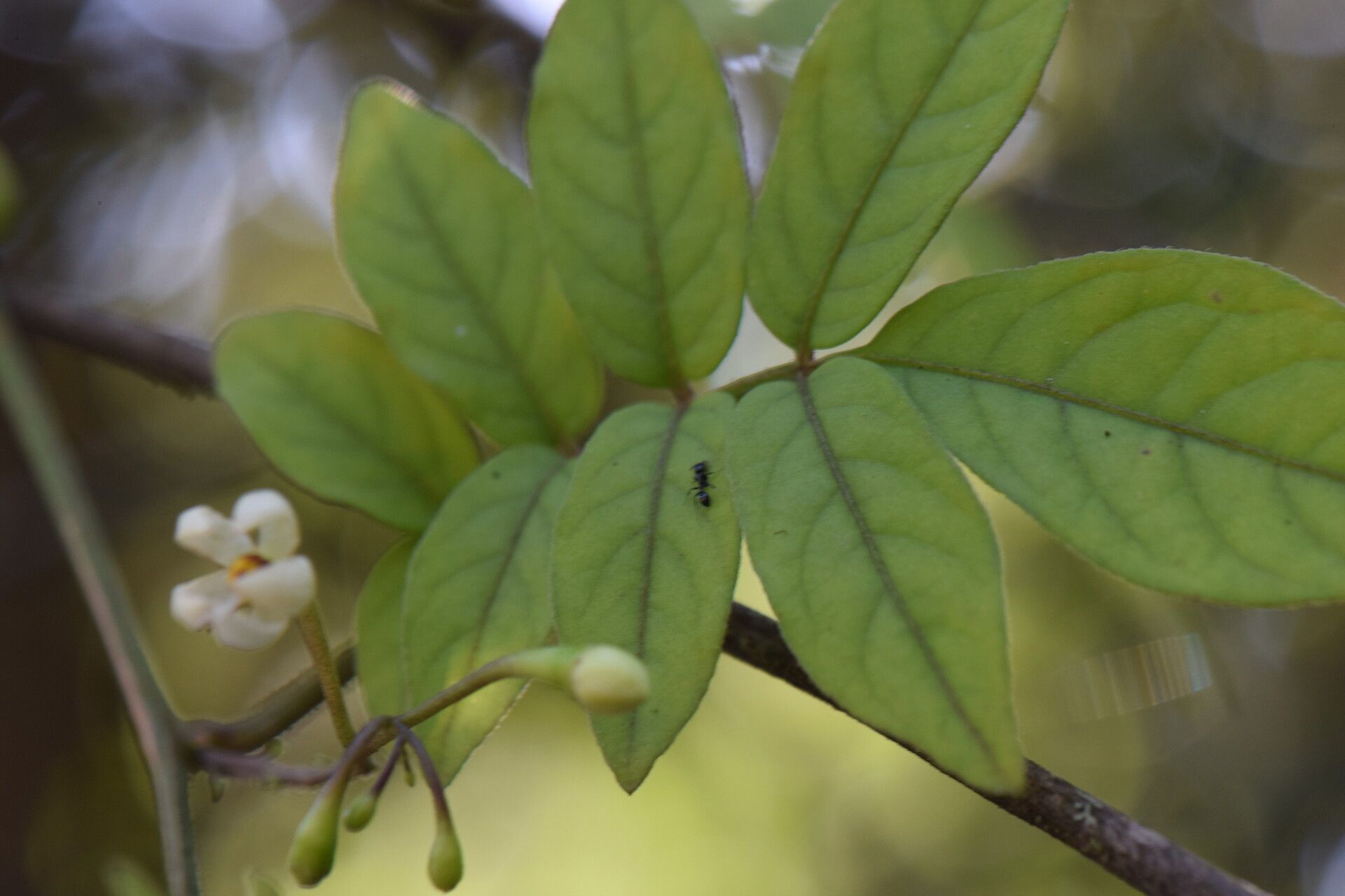 Solanum skutchii — houseplant care guide