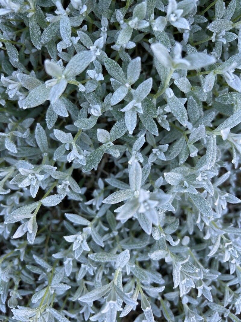 Cerastium biebersteinii leaf