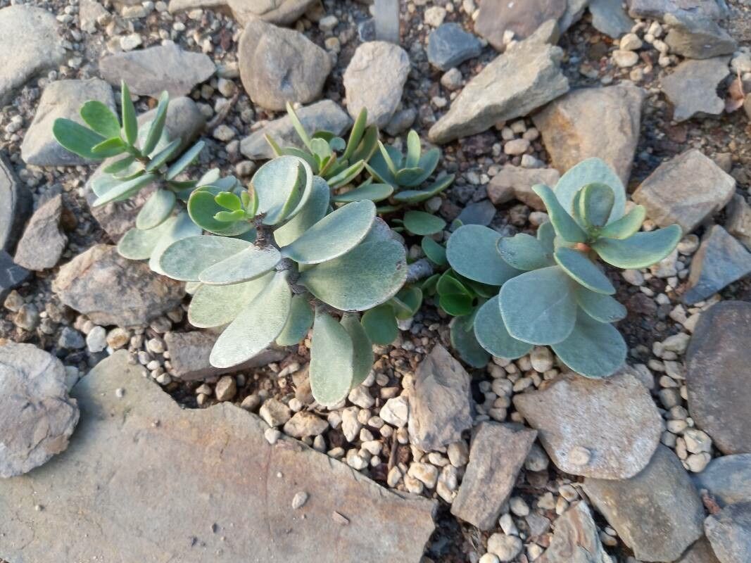 Kalanchoe scapigera habit