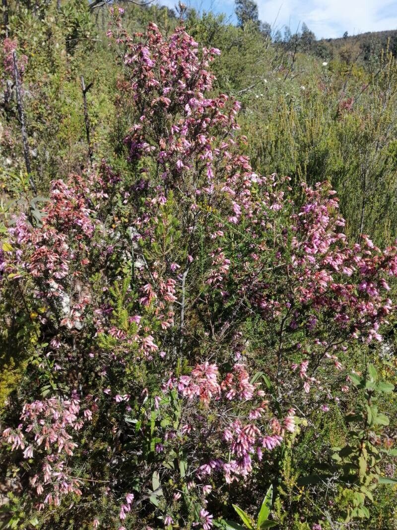 Erica australis fruit