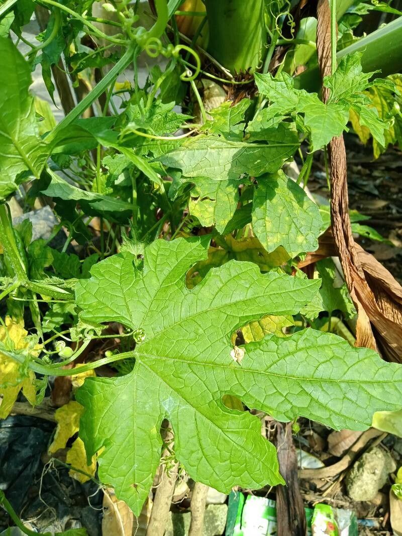 Momordica dioica — search result for 'Momordica'