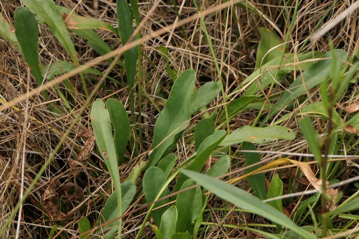 Limonium × neumanii — houseplant care guide