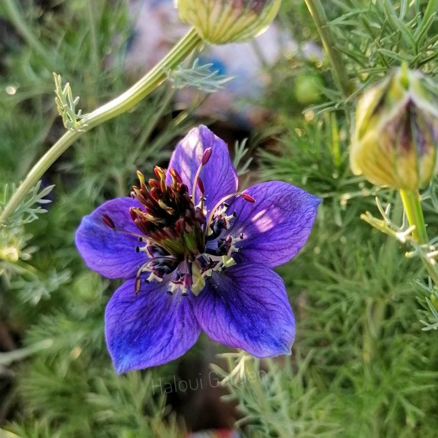 Nigella hispanica flower