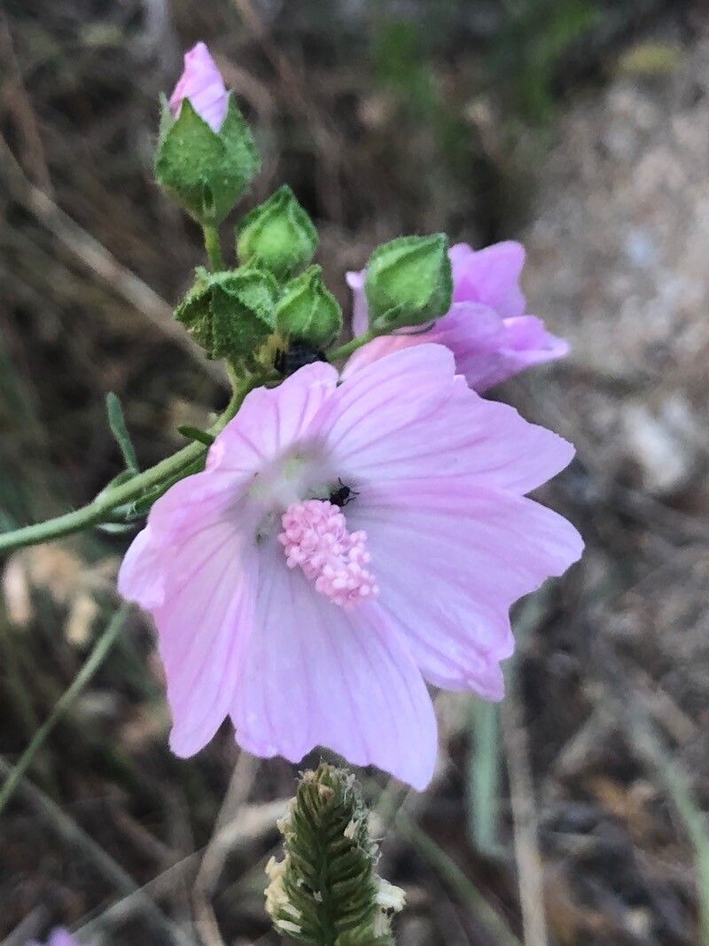 Malva tournefortiana flower