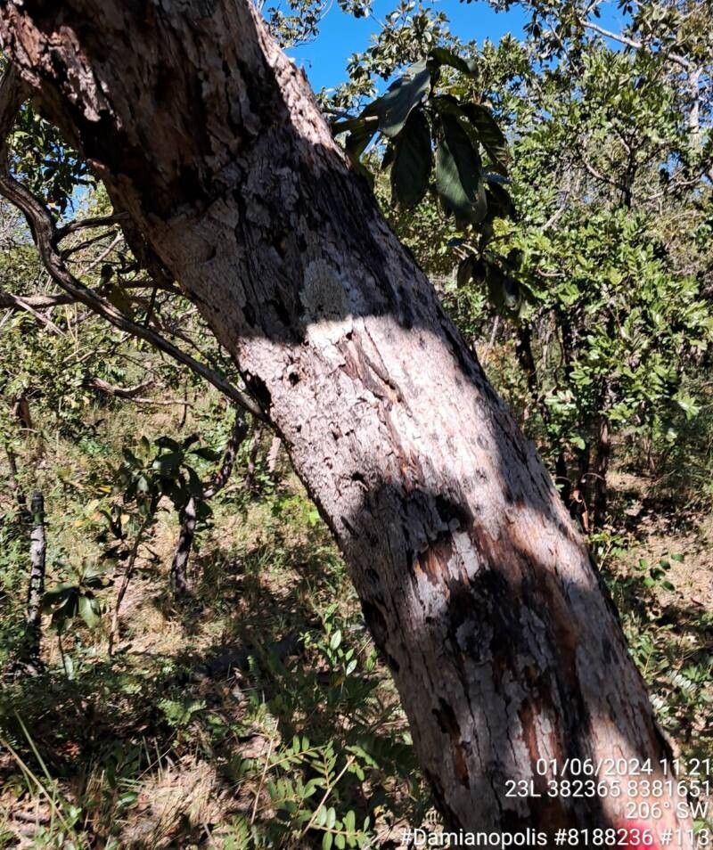 Terminalia corrugata bark