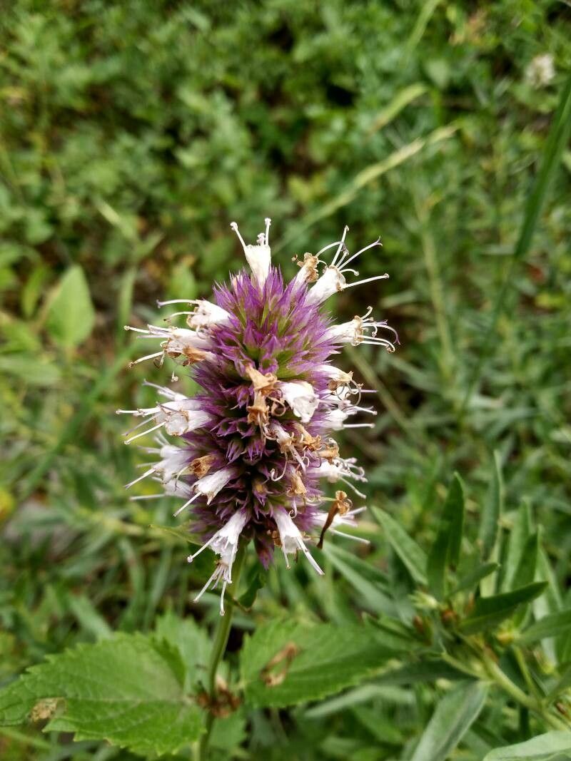 Agastache urticifolia flower