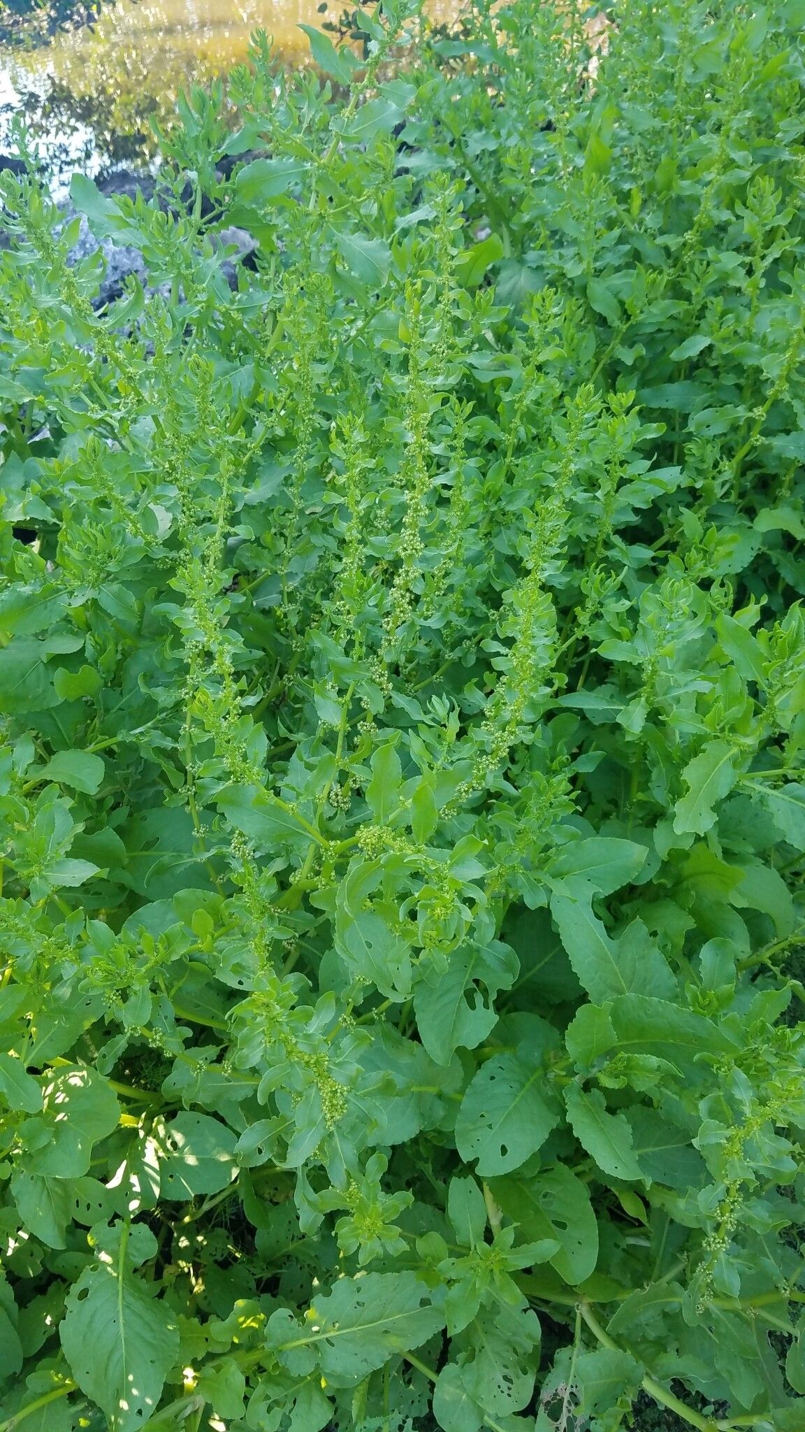 Rumex obovatus habit