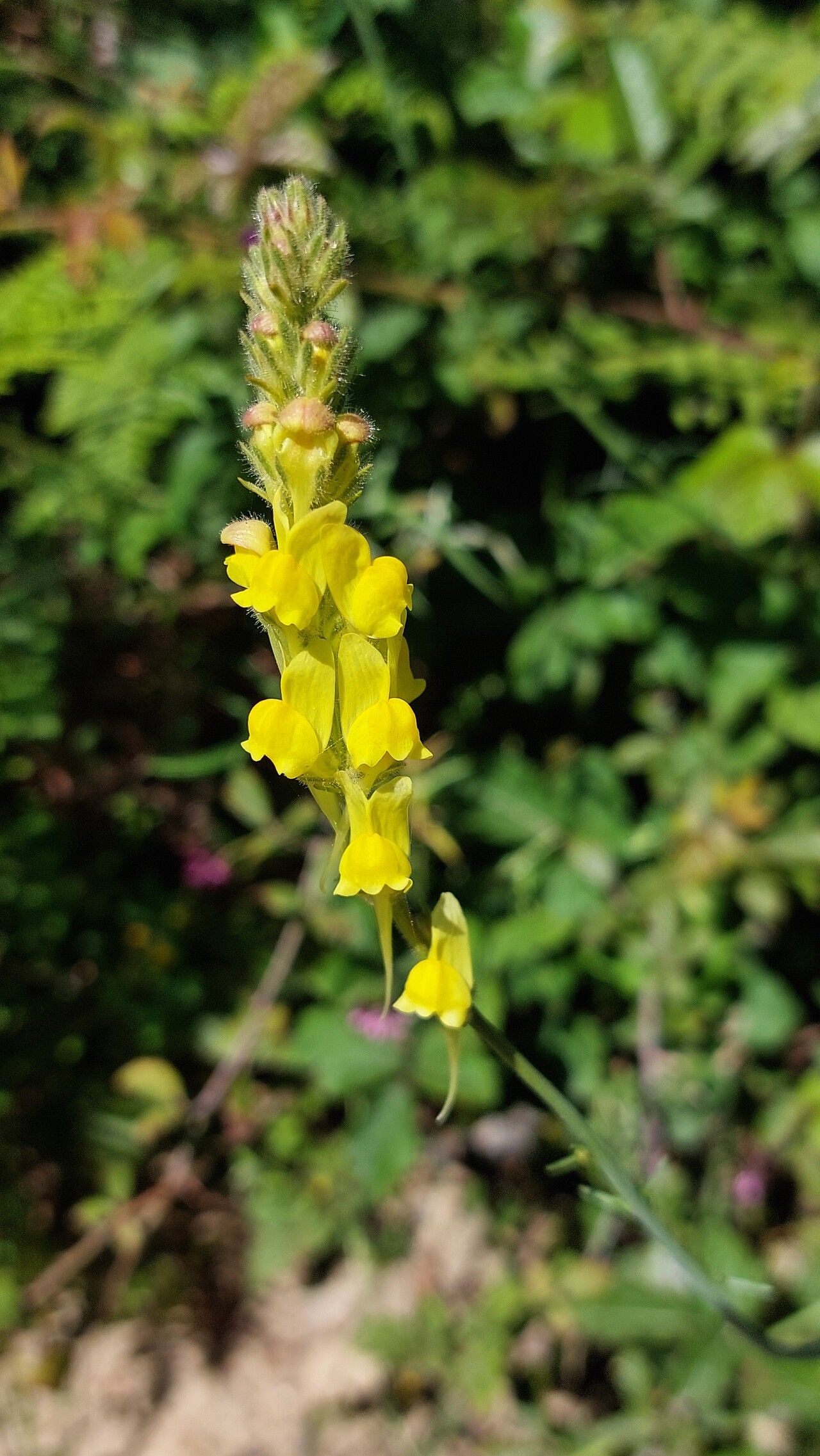Linaria multicaulis — search result for 'Linaria'