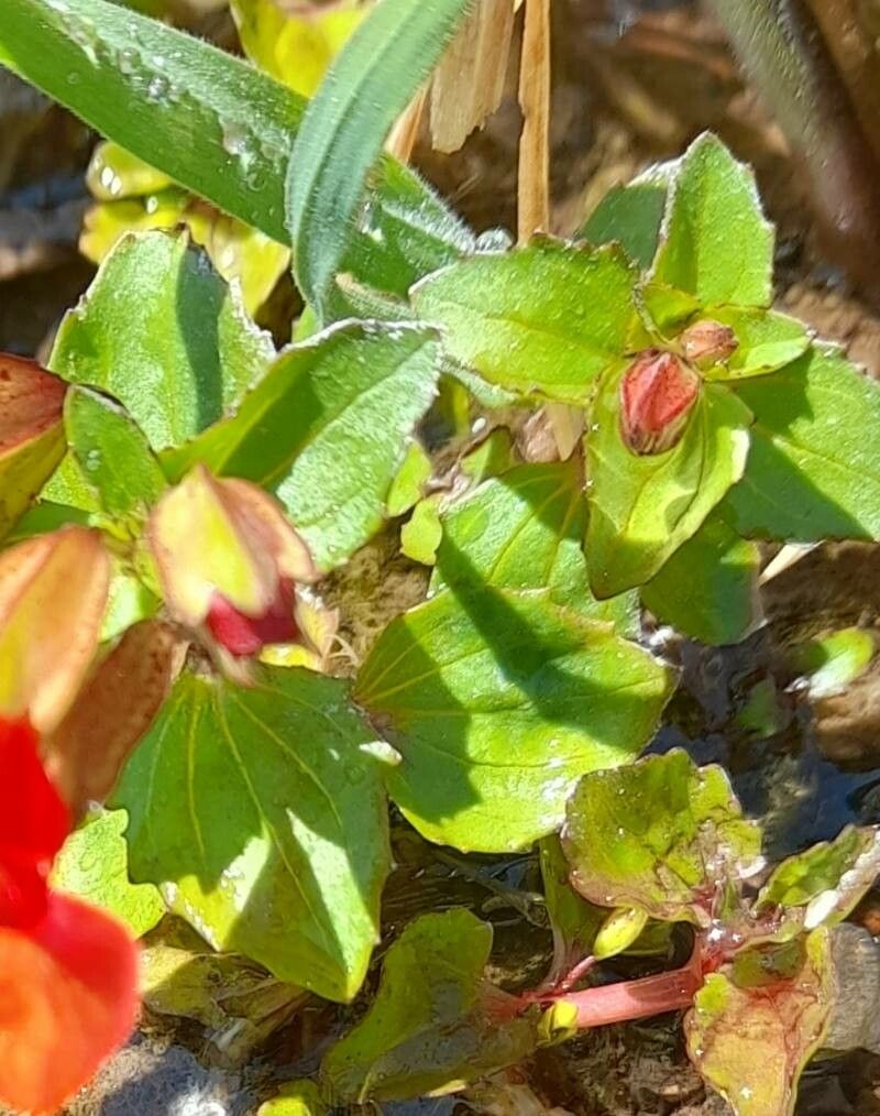 Mimulus cupreus — houseplant care guide