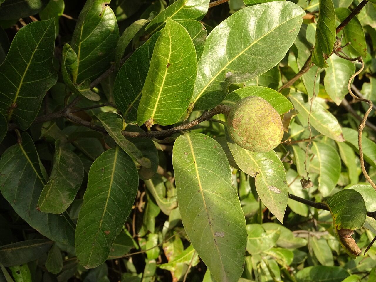 Saba senegalensis fruit