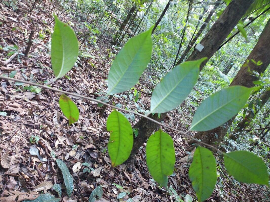 Thyrsodium guianense — houseplant care guide