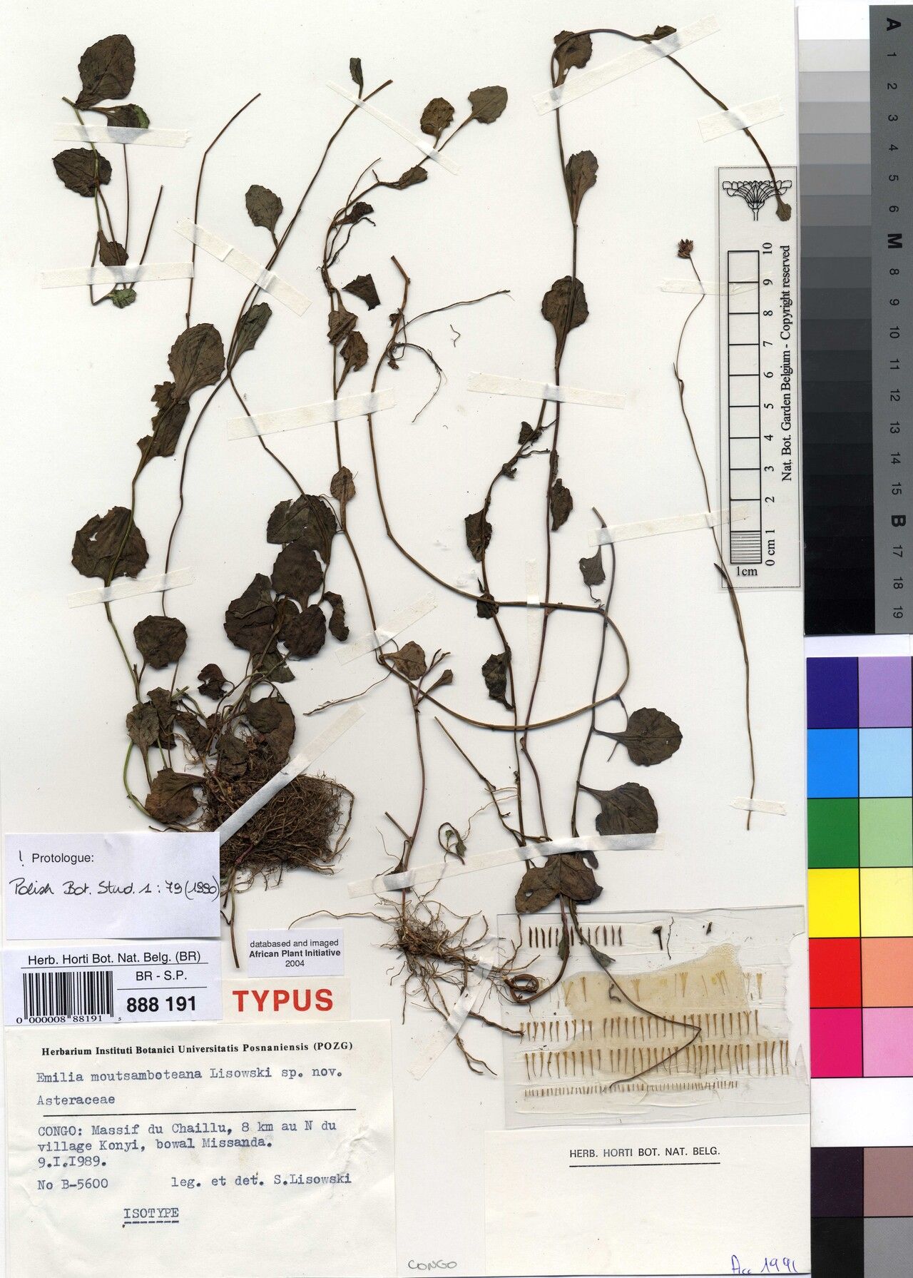 Emilia moutsamboteana — houseplant care guide