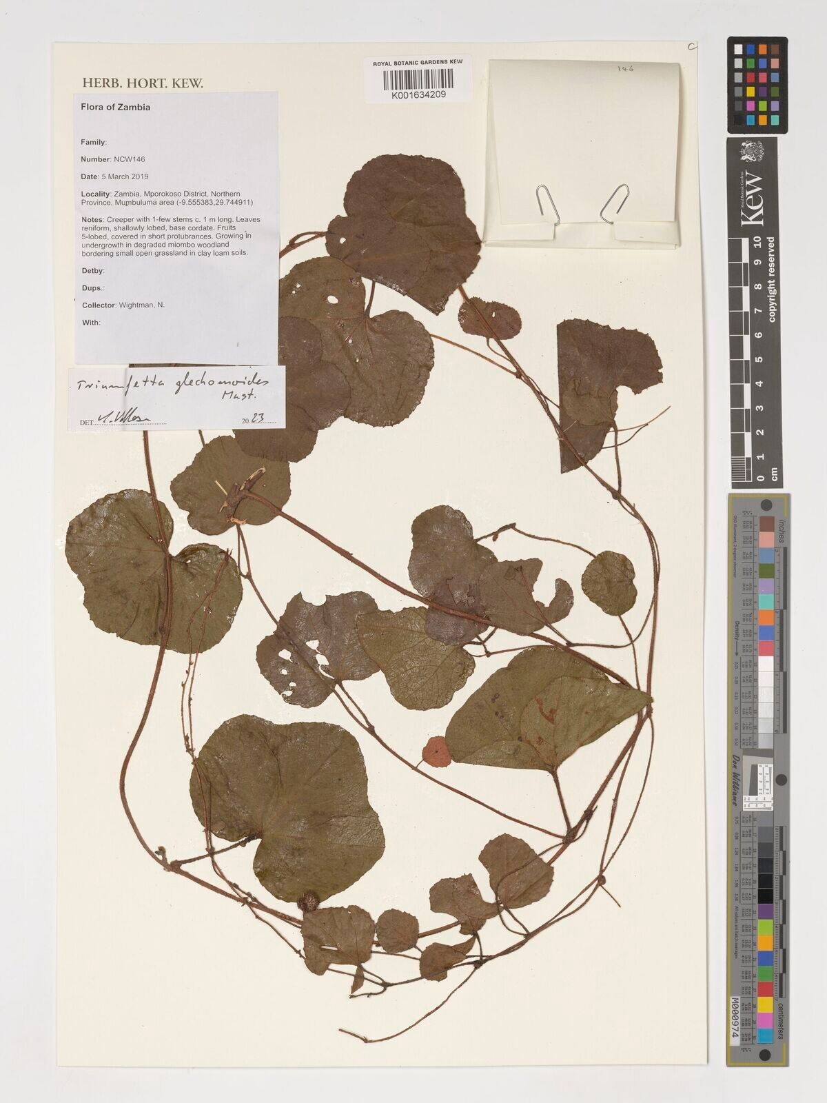 Triumfetta glechomoides — houseplant care guide