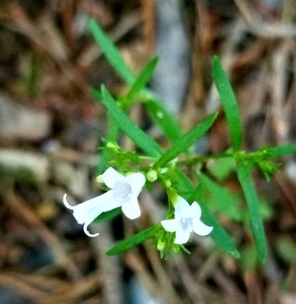 Houstonia longifolia flower