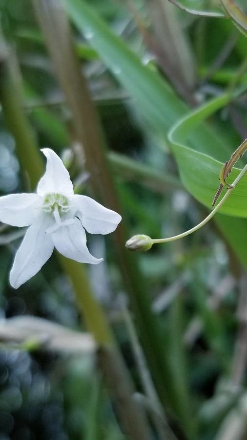 Campanula aparinoides flower