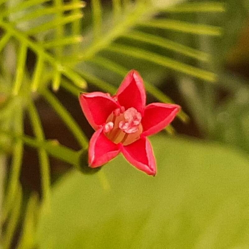 Quamoclit coccinea flower
