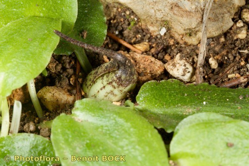 Ambrosina bassii bark