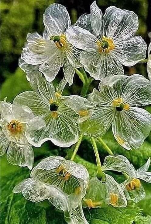 Diphylleia grayi flower